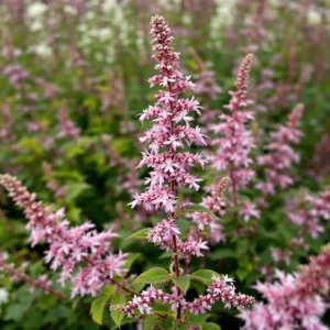 astilbe auginimas