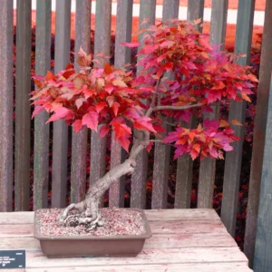 bonsai