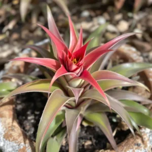 bromelija auginimas