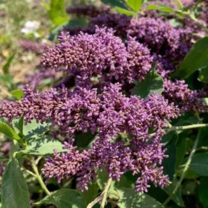 budleja genejimas