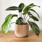 calathea prieziura