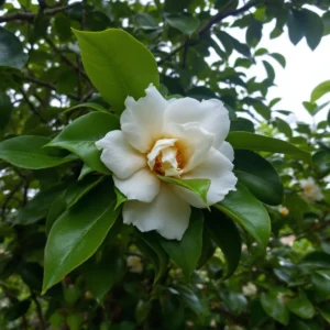 camelia augalas