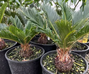 cycas revoluta prieziura