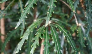 dizygotheca