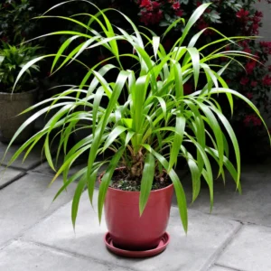 dracena ligos