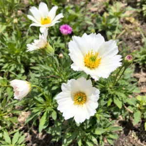 eustoma auginimas