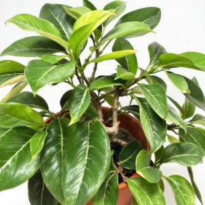 ficus elastica