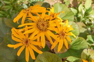 Gaurė (Ligularia)