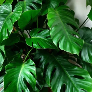 gele monstera