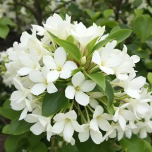 gėlė stephanotis