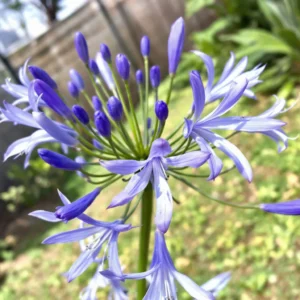 geles pavadinimai