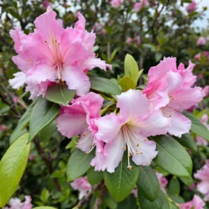 gelsta rododendru lapai