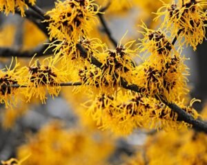 hamamelis sodinukai