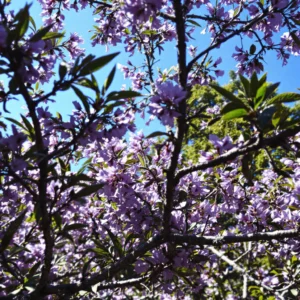 jacaranda
