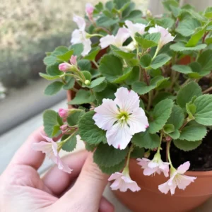 kada sėti pelargonijas