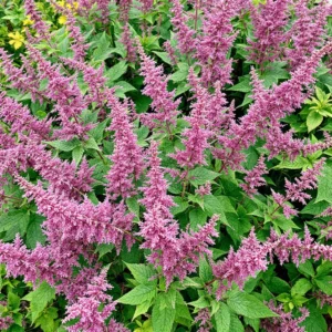 kada sodinti astilbes