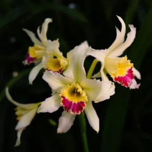 kaip prazydinti cymbidium