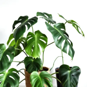 kaip priziureti monstera