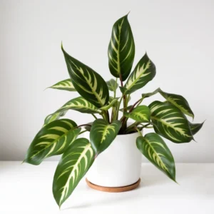 kalateja (calathea)