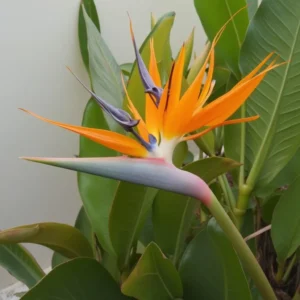 karališkosios strelicijos (Strelitzia reginae)