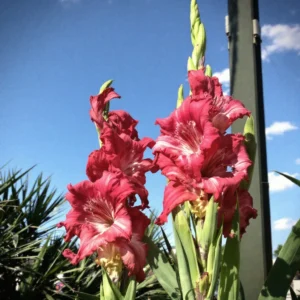 kardeliu sodinimas vazonuose