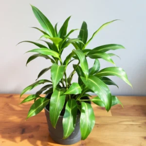 kodel gelsta dracena lapai