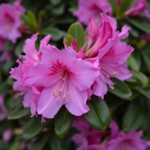 kodel geltonuoja rododendru lapai