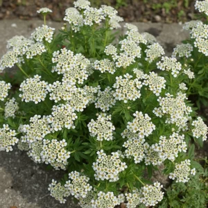 laibenis uolinis