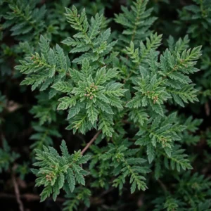 lauko augalas erica