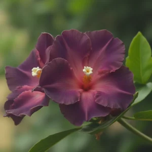 mandevila