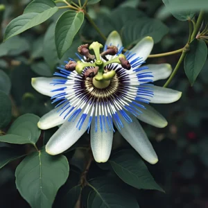 melsvoji pasiflora