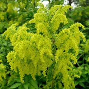 mimoza augalas