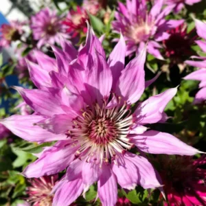 monarda auginimas