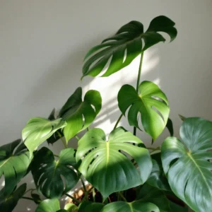 monstera augalas