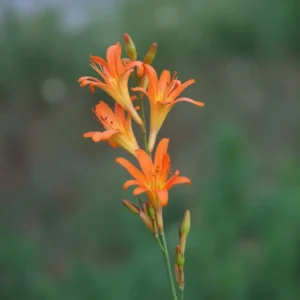 montbretes auginimas