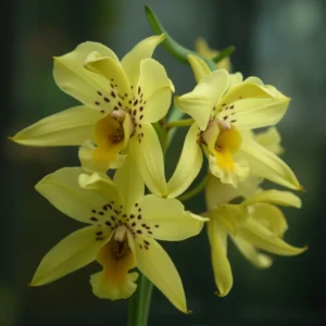orchideja cimbidis
