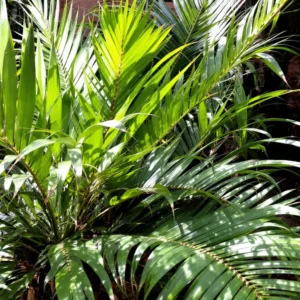 palmės kambarinės