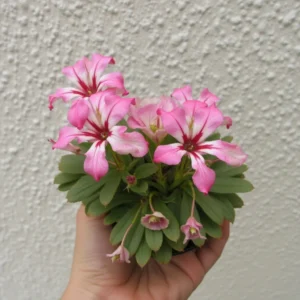 pelargonija