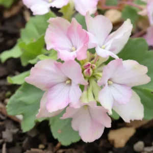 pelargonijų dauginimas