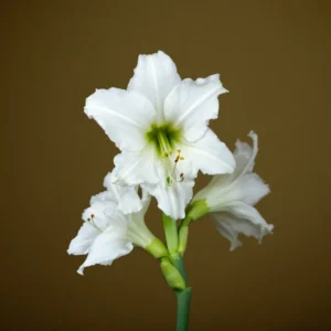 perzydejes amarilis