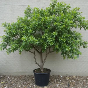 platanas vaisius