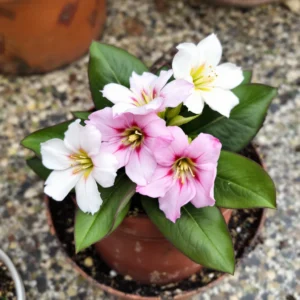 primules