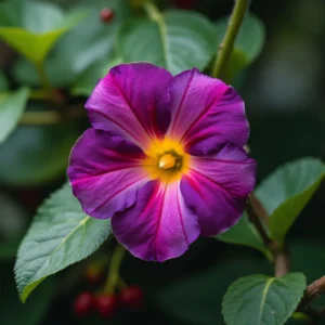 tunbergijos (Thunbergia)
