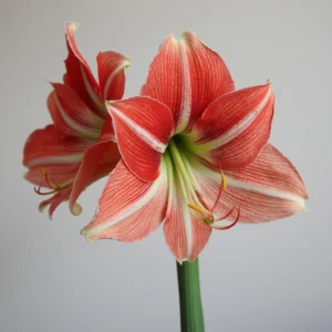 vaškuotas amarilis (amaryllis)